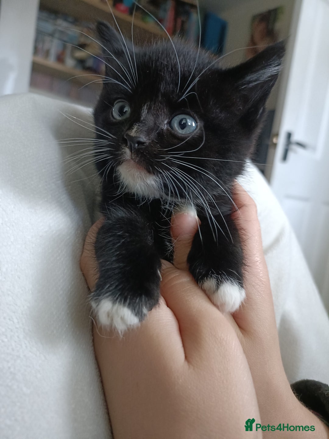 Mixed Breed cats for sale: 4 sweet ghost tabby tuxedo kittens - Image 31