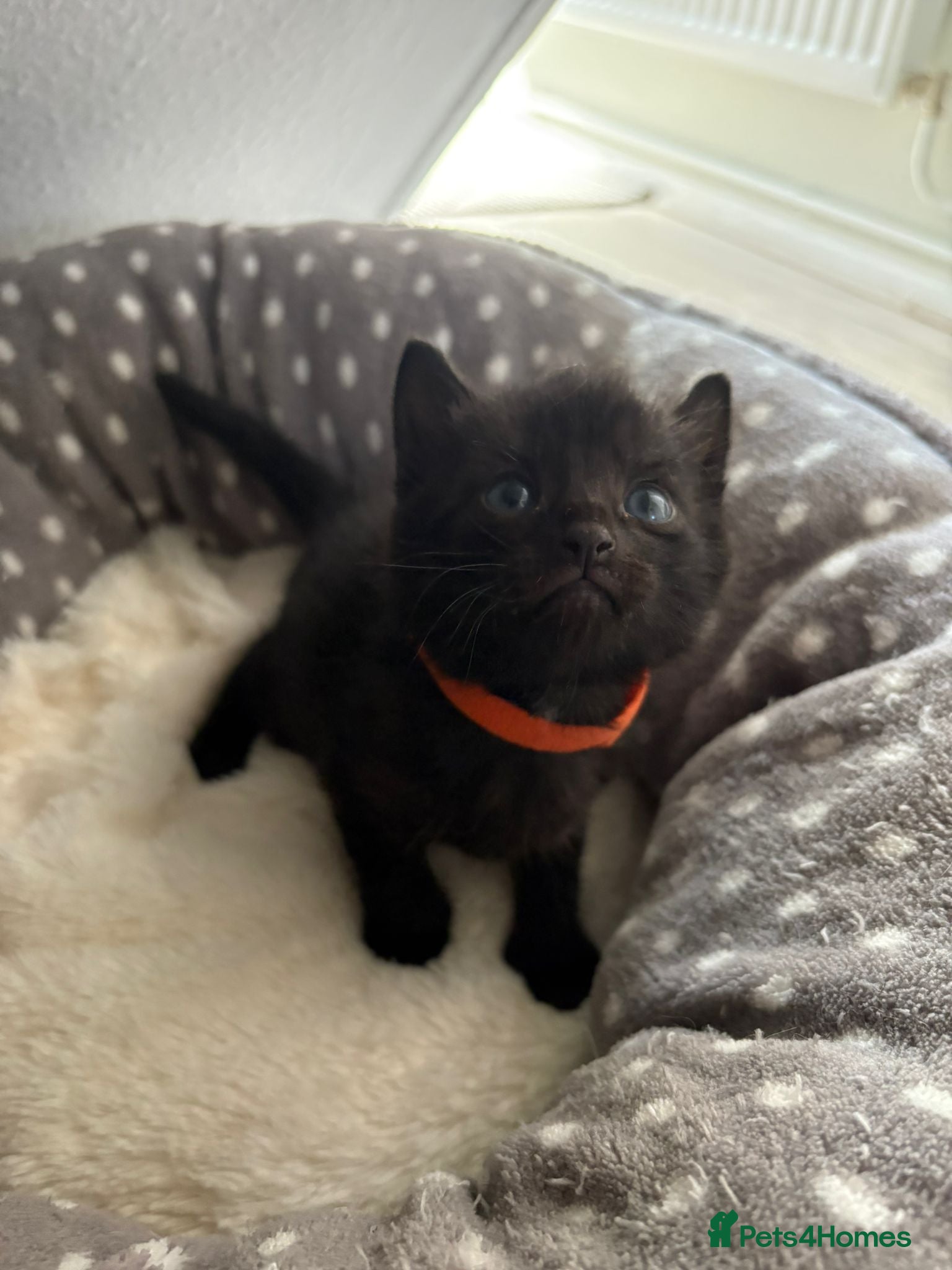 Mixed Breed cats 3 black mixed breed kittens ready 26th may - Advert 4