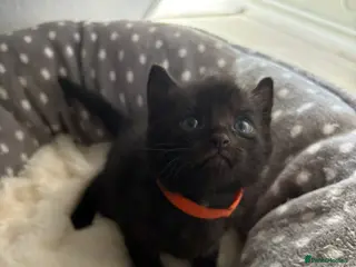 Mixed Breed cats 3 black mixed breed kittens ready 26th may - Advert 1