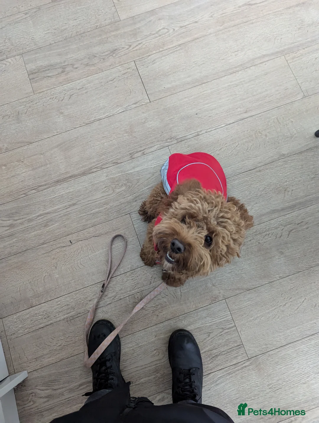 Cockapoo dogs for sale: 2 year old female cockapoo  - Advert 13