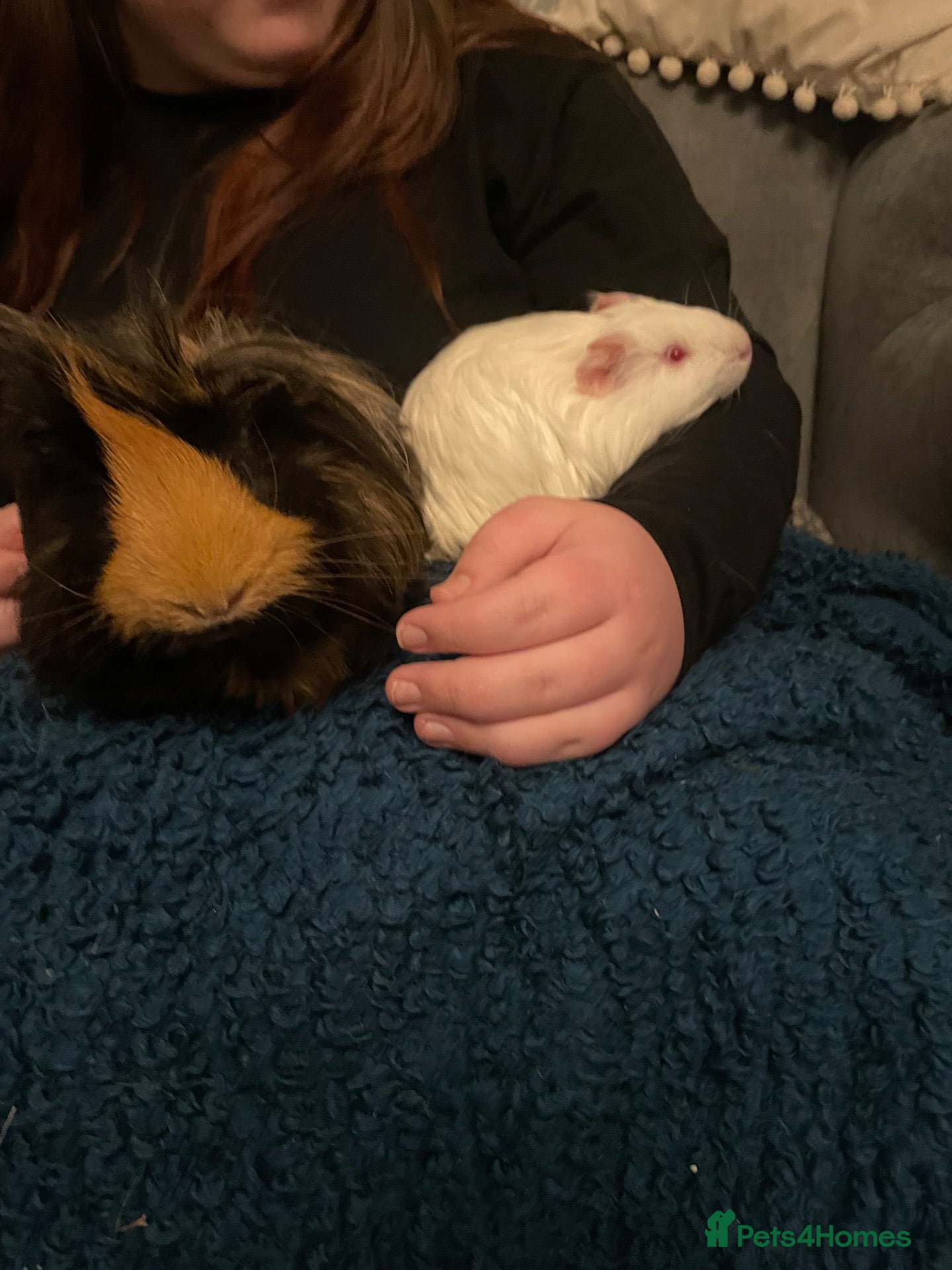 Guinea Pig rodents 2 male guinea pigs - Advert 2
