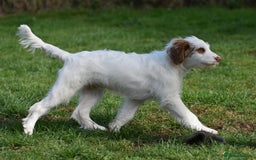 Labradoodle dogs for sale: Mr Puff - British x Australian Labradoodle Puppy - Image 3