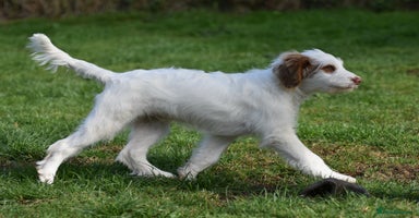 Labradoodle dogs - Advert 3