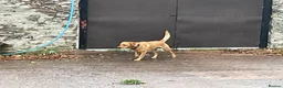 Labrador Retriever dogs for stud: Available for stud - Advert 4