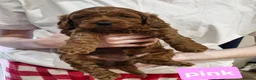 Cockapoo dogs for sale: Cockapoo f1b 5 boys  - Advert 2
