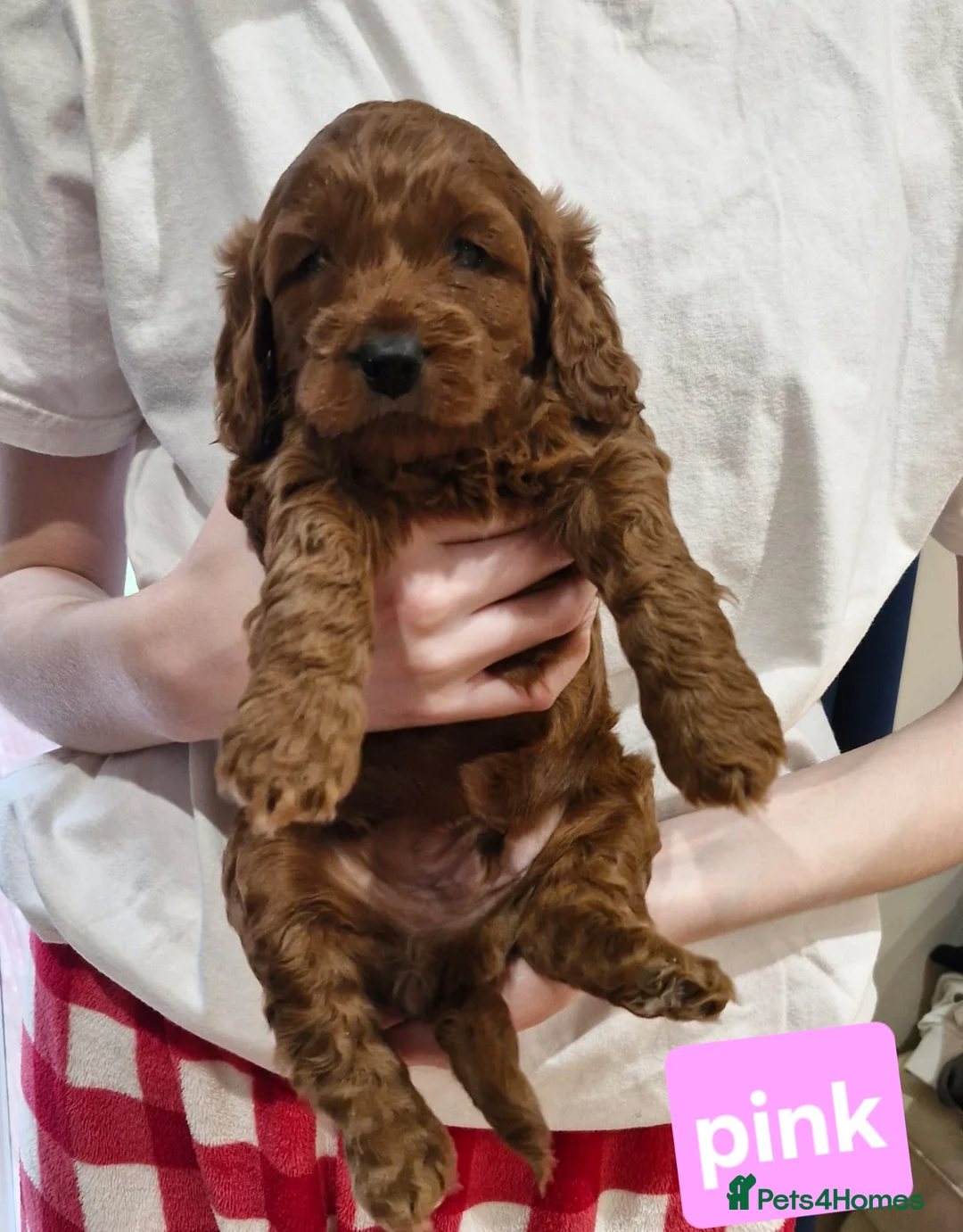 Cockapoo dogs for sale: Cockapoo f1b 5 boys  - Advert 2