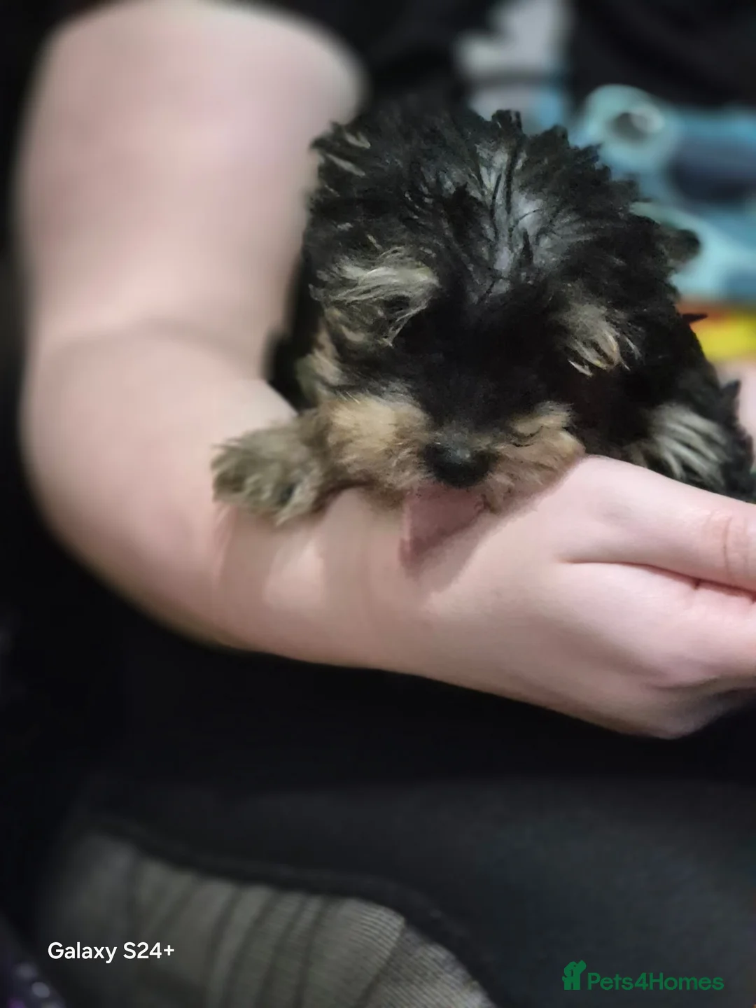 Yorkshire Terrier dogs for sale: Yorkshire terrier puppies  - Advert 3