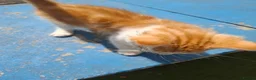 Mixed Breed cats for sale: 3 Ginger Kittens. 8 weeks old  - Advert 6