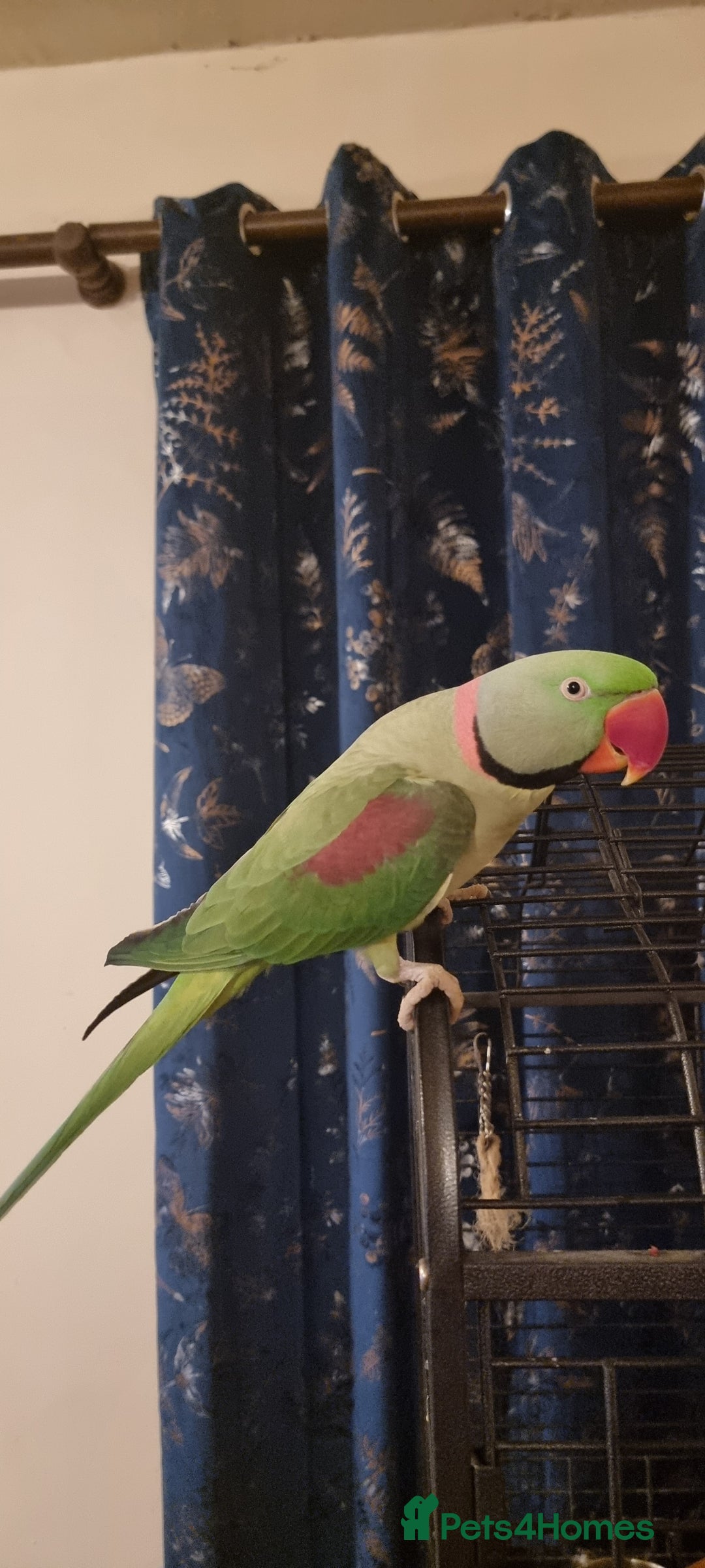 Parrots birds for sale: Loving Home Needed For A Friendly Alexandrine Boy - Image 4