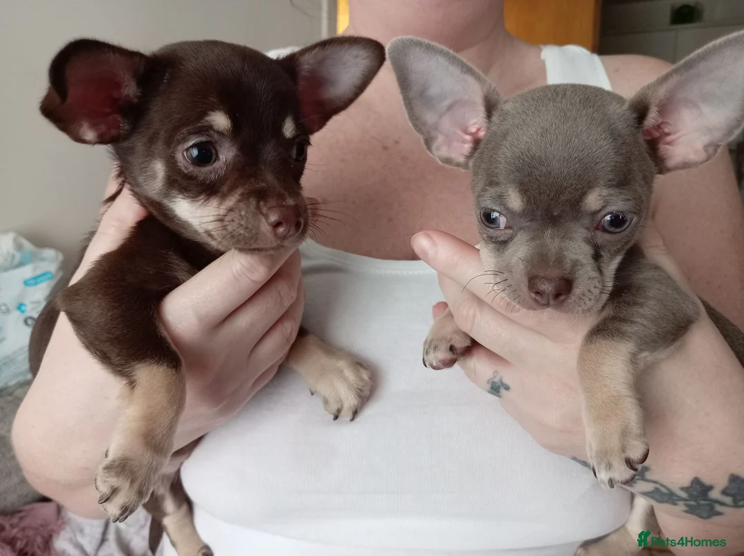 Chihuahua dogs for sale: KC REG Chihuahua puppies rare colours & markings  - Advert 2