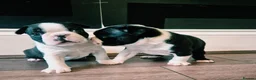 Boston Terrier dogs for sale: X2 Stunning Male Boston Terrier Puppies  in Newcastle upon Tyne - Advert 23