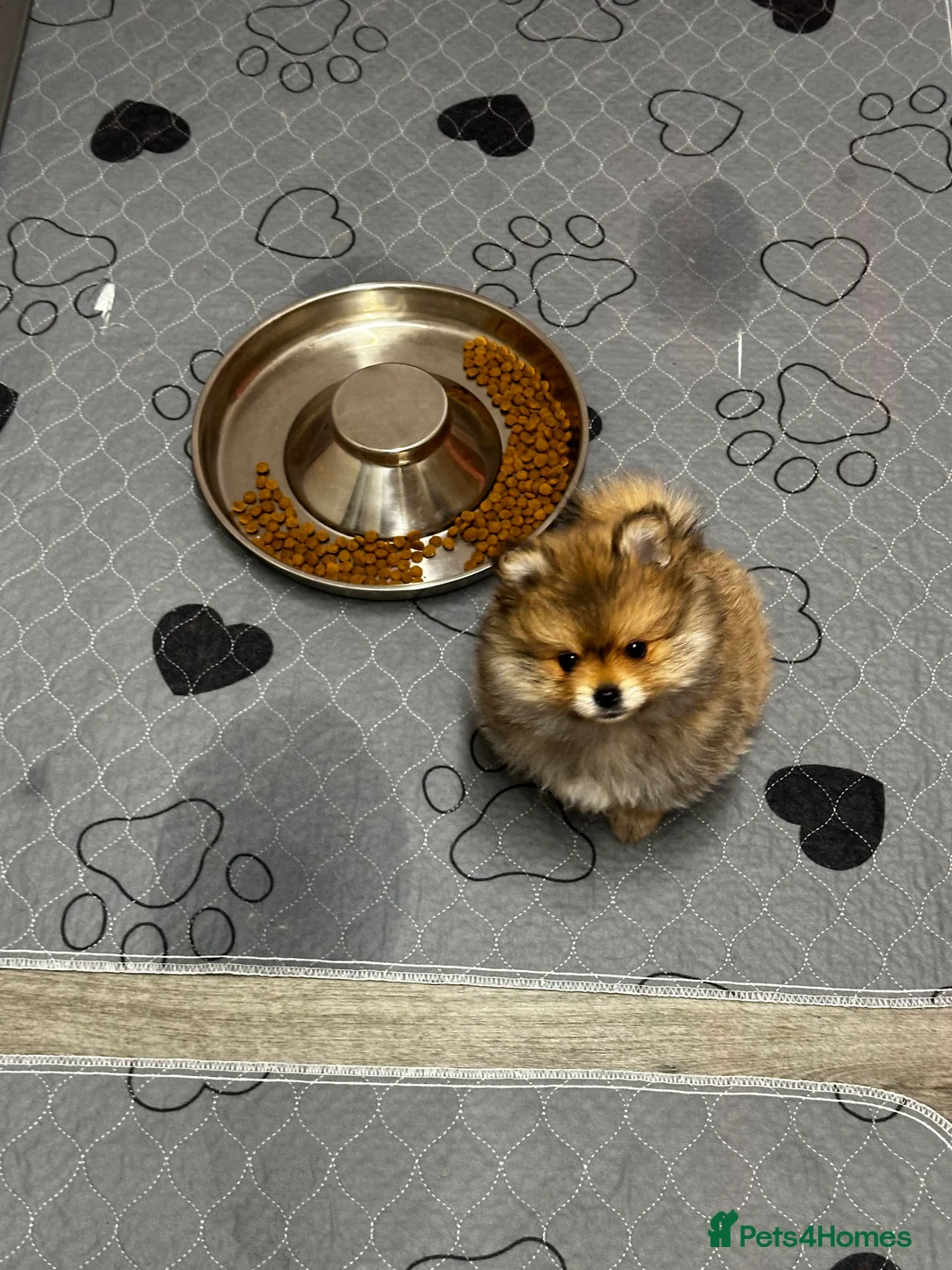 Pomeranian dogs for sale: GORGEOUS POMERANIAN PUPPIES!! 🐶🐶🐶 - Advert 13