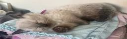 Ragdoll cats for sale: Pure ragdoll - Advert 18