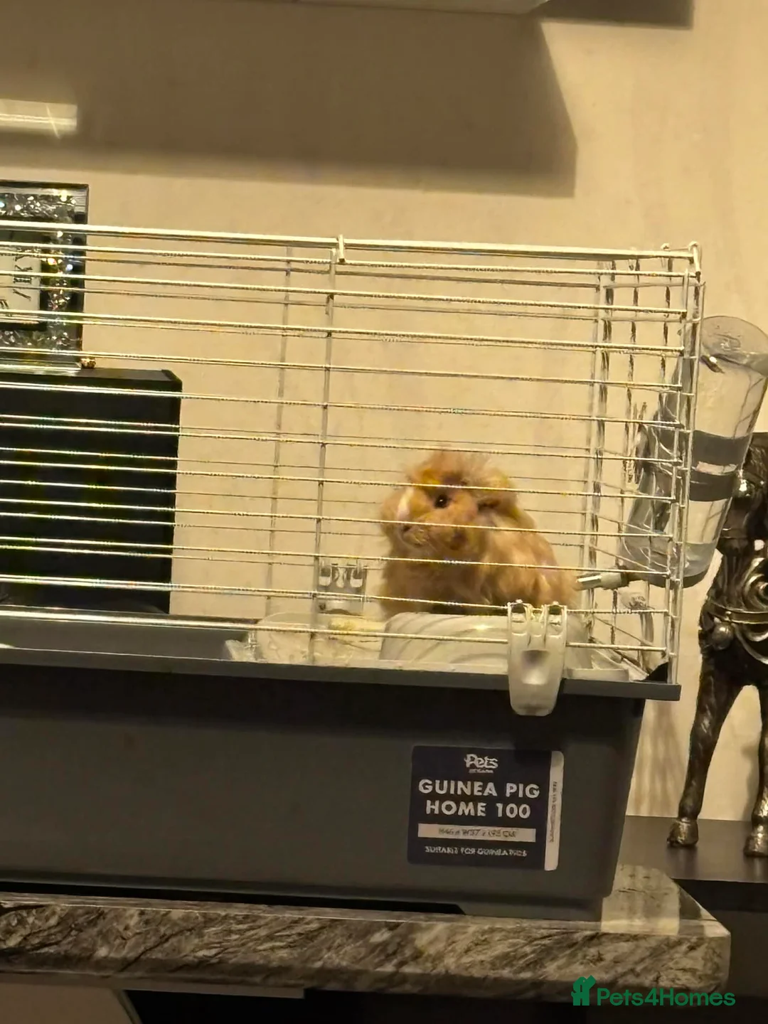 Mixed Breed rabbits for sale: Guinea pigs  in Durham - Advert 6