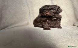 Cockapoo dogs for sale: F1B cockapoos - Image 7