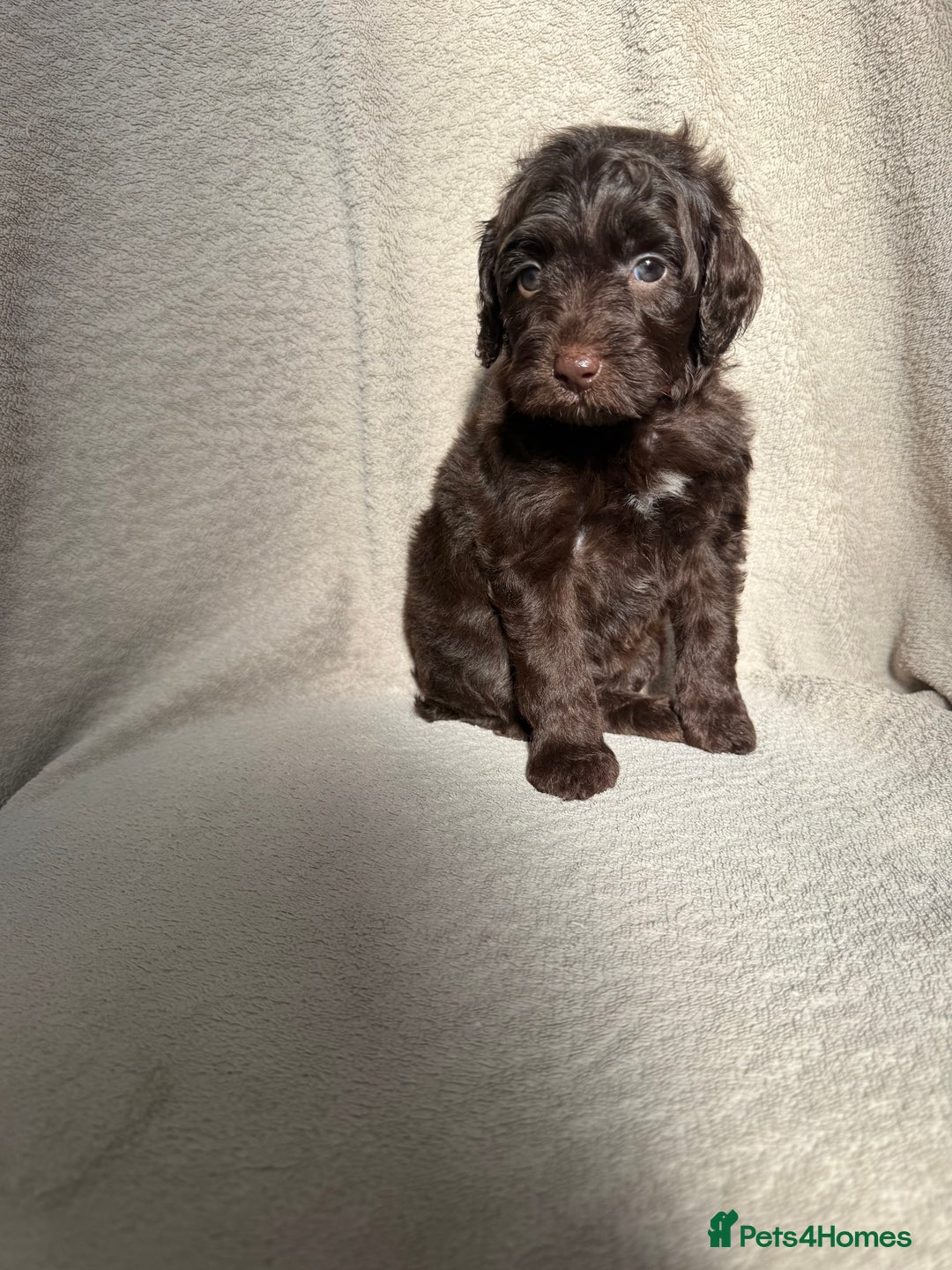 Cockapoo dogs for sale: F1B cockapoos - Image 7
