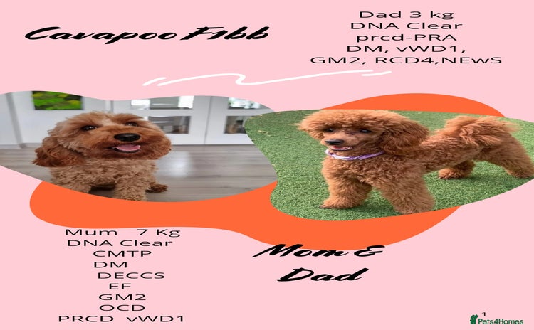 Cavapoo dogs - Advert 5