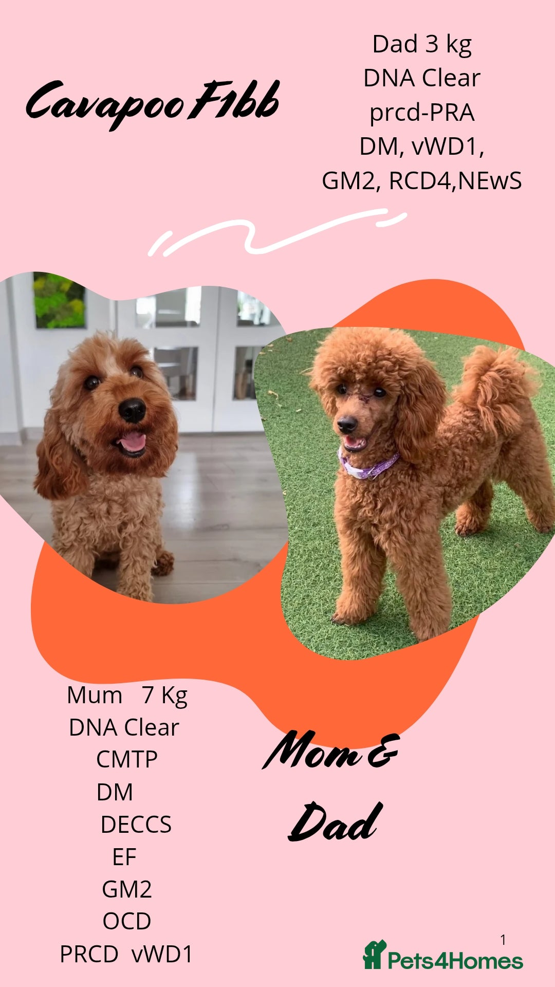 Cavapoo dogs for sale:  🐕Ruby Cavapoo Toy F1bb 🧸DNA tested🧸 - Image 27