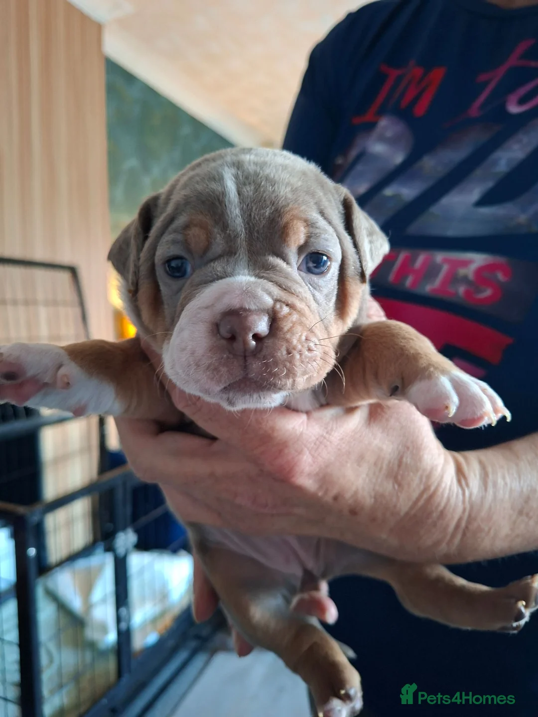 Old Tyme Bulldog dogs for sale: Old tyme bulldog puppies for sale in Sunderland - Advert 2