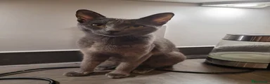 Russian Blue 1