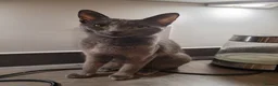 Russian Blue cats for sale: Russian blue female - Advert 2