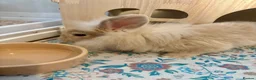 Mixed Breed rabbits for sale: Mini lion lop bunny - Advert 3