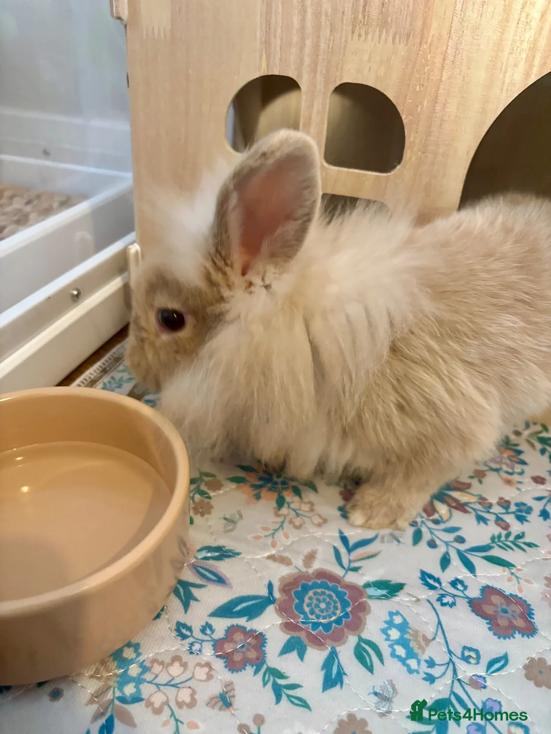 Mixed Breed rabbits for sale: Mini lion lop bunny - Advert 3