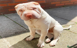 Shar Pei dogs for sale: Shar Pei Puppies - Ready 23rd December - Image 17