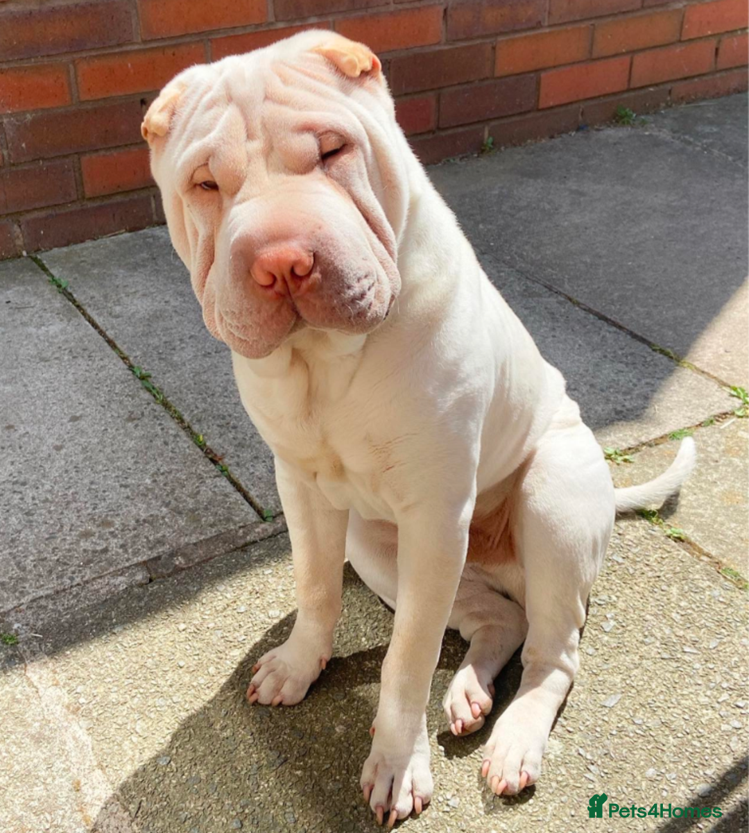 Shar Pei dogs for sale: Shar Pei Puppies - Ready 23rd December - Image 17