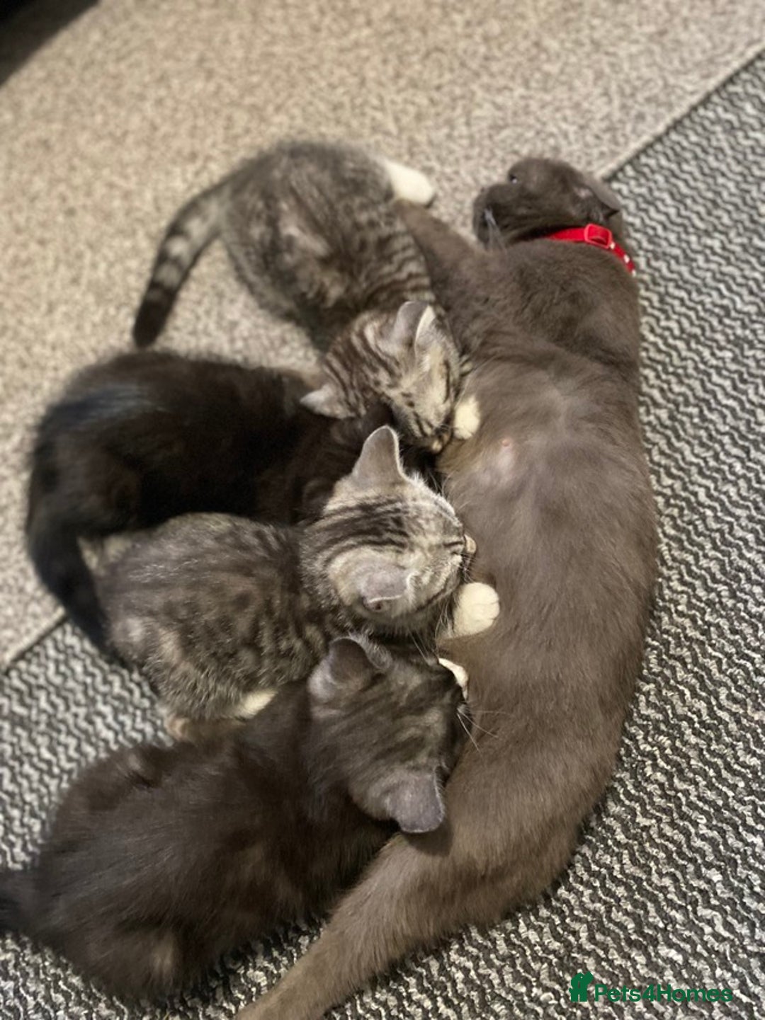 Scottish Fold cats for sale: Olga Bujor  - Image 2