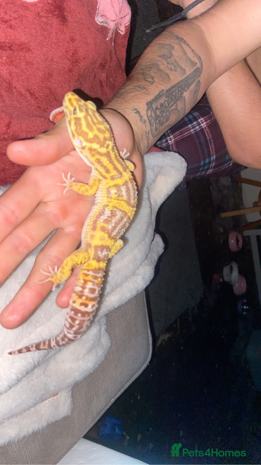 Leopard Gecko reptiles for sale: trempeh leopard gecko  - Advert 2