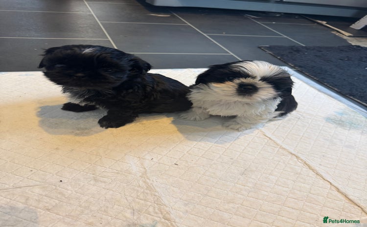 Shih Tzu dogs Shih Tzu  - Advert 14