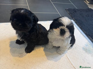 Shih Tzu dogs Shih Tzu - Advert 16