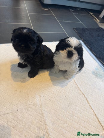 Shih Tzu dogs Shih Tzu - Advert 14