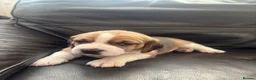 Beagle dogs for sale: Stunning Beagle puppies  - Advert 11