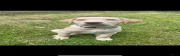 Labrador Retriever dogs for sale: Beautiful Cream KC Labrador Puppies - Advert 13