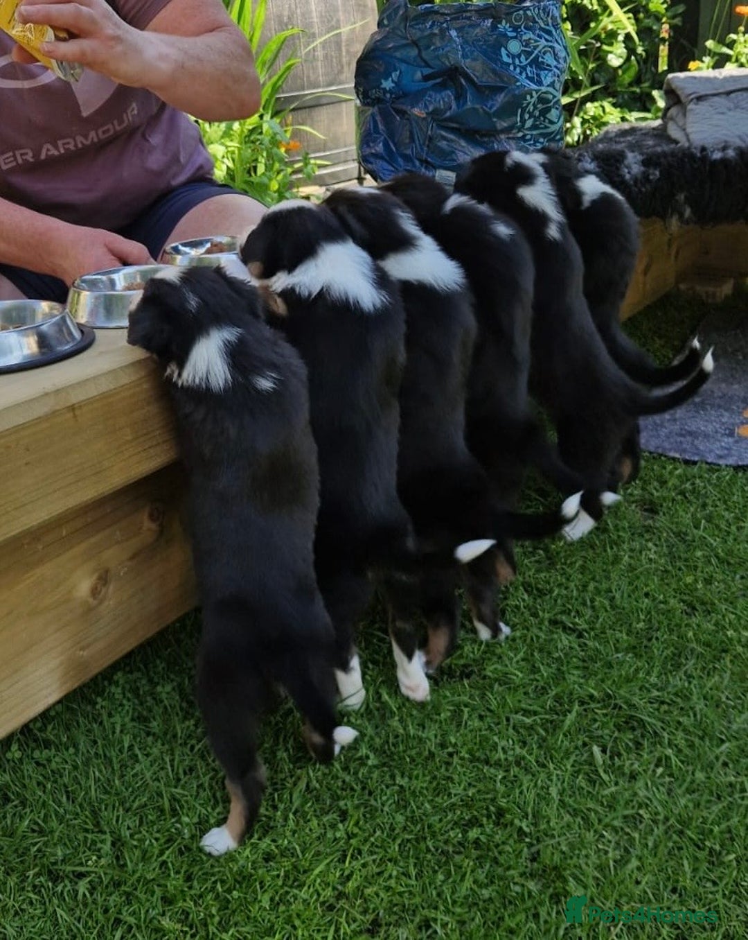 Border Collie dogs for sale: Rosie’s Collie Pups - Image 8