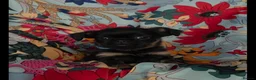 Griffon Bruxellois dogs for sale: Stunning Griffon Bruxellois puppies KC registered - Advert 13