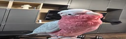 Parrots birds for sale: Galah Cockatoo Hand Reared  - Advert 13