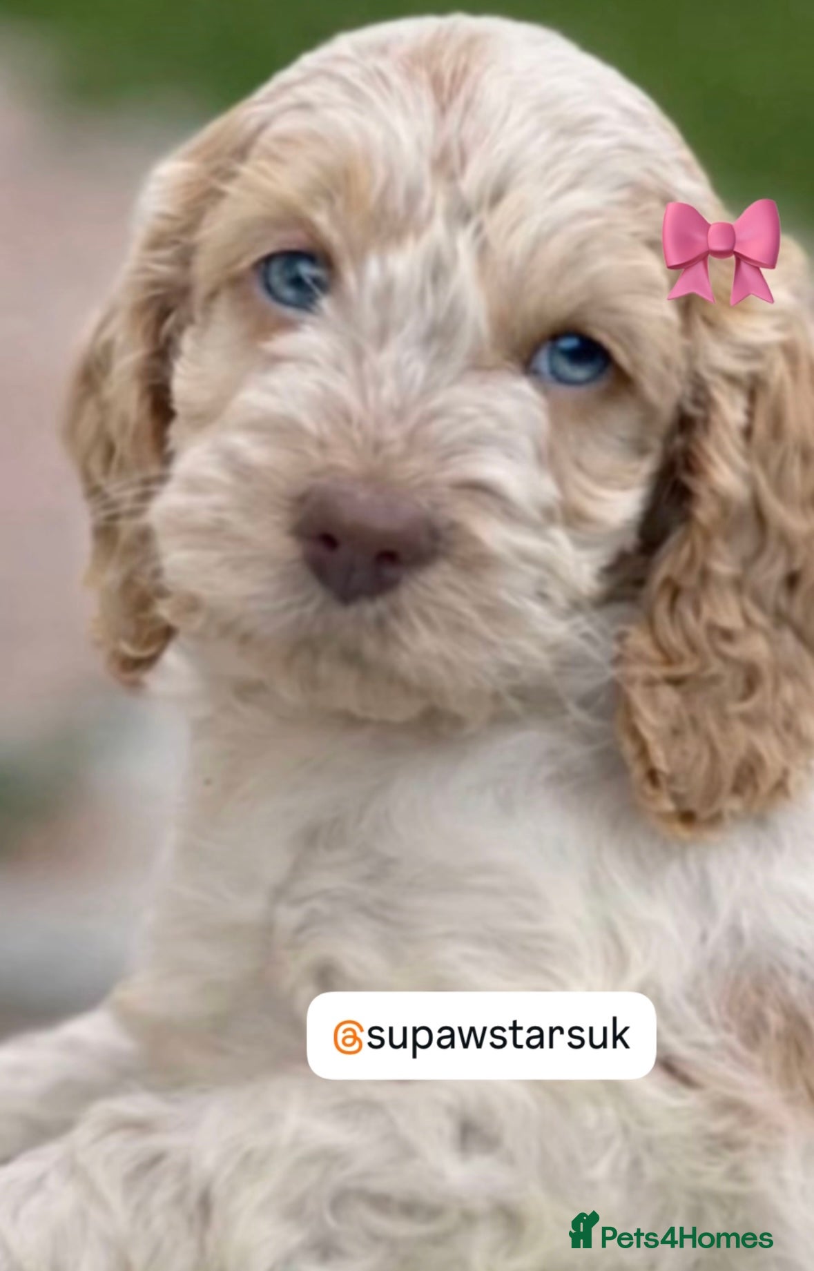 Cockapoo dogs Fabulous F1 cockapoos - Advert 1