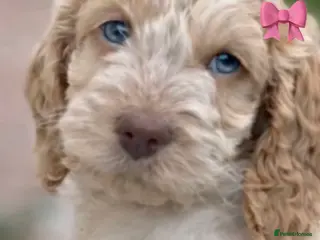 Cockapoo dogs Fabulous F1 cockapoos - Advert 1