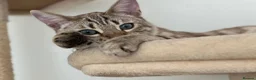 Bengal cats for sale: LaRusso–Stunning Young Snow Bengal w/ Blue Eyes - Advert 12