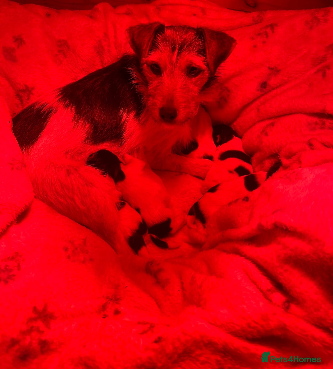 Jack Russell dogs for sale: Jack russel puppy’s  - Advert 11