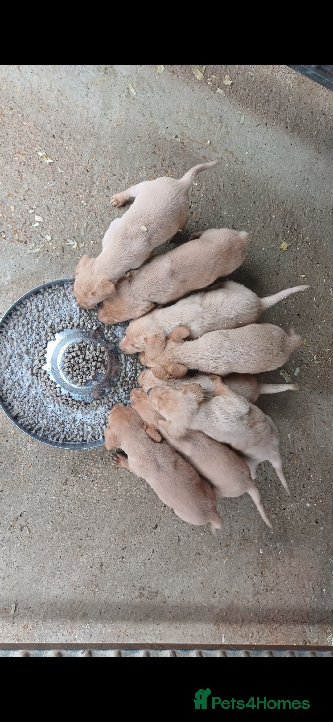 Labrador Retriever dogs Red Labrador Puppies - Advert 2