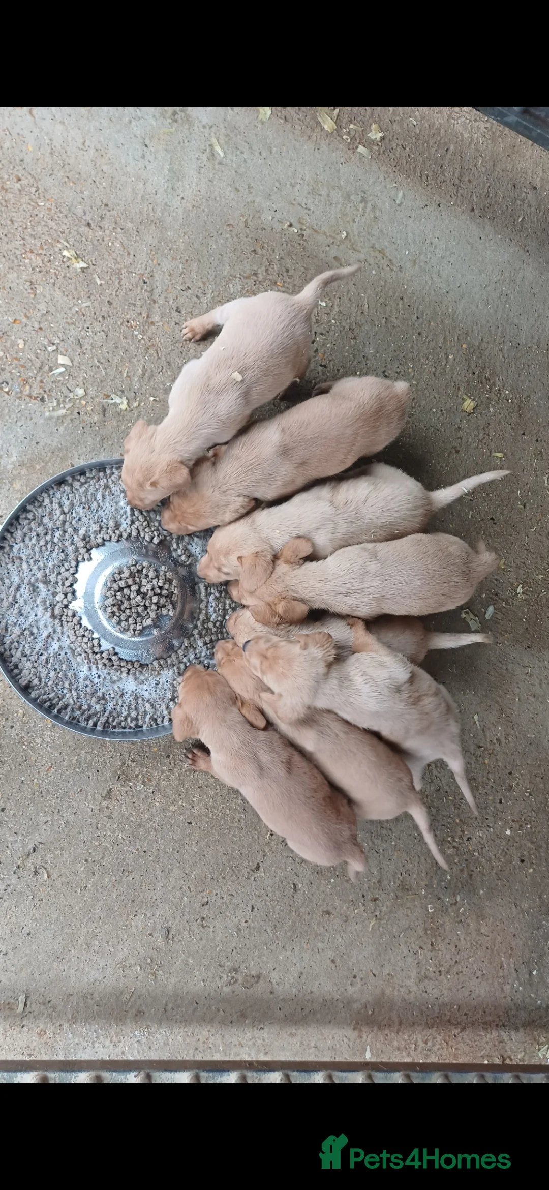 Labrador Retriever dogs for sale: Red Labrador Puppies - Advert 2