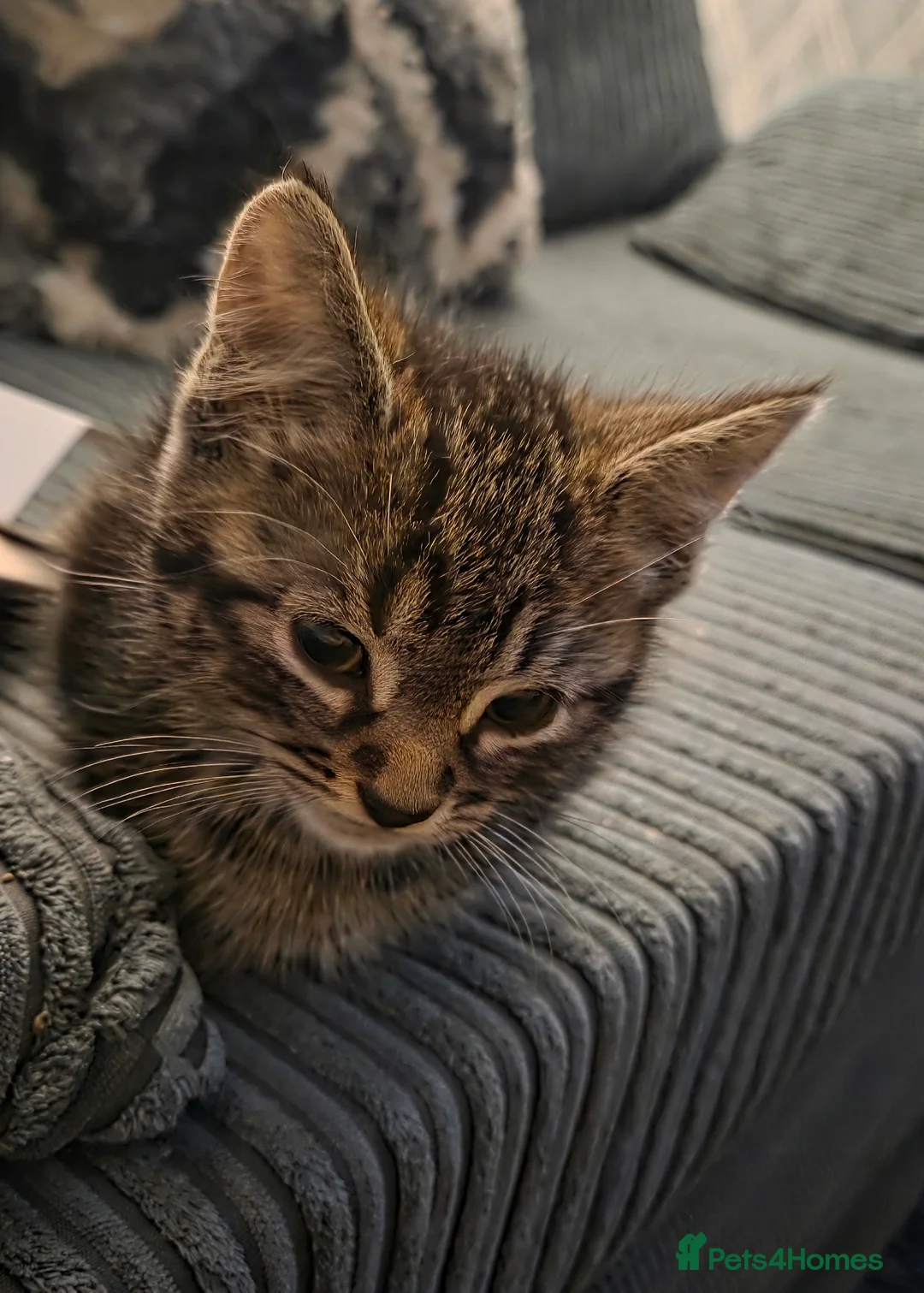 Mixed Breed cats for sale: Tabby kittens - Advert 5