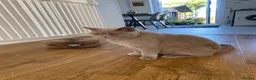 British Shorthair cats for sale: Neutered Female - pedigree lilac BSH  - Advert 4
