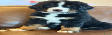 Mixed Breed Puppy 1