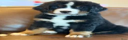 Mixed Breed dogs for sale: Labernese puppies for sale - Advert 15