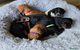 Cocker Spaniel dogs for sale: Outstanding cocker spaniel pups - Image 13